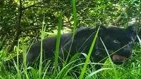 Penampakan Macan Tutul Jawa tertangkap kamera jebakan di kawasan Gunung Ciremai. Foto (Istimewa)