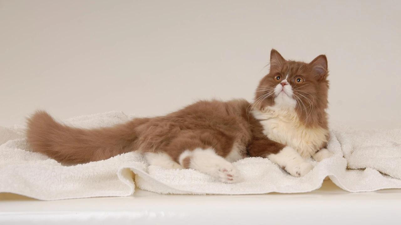 10 Perawatan Aman untuk Menghilangkan Noda pada Bulu Kucing, Tanpa Menimbulkan Risiko