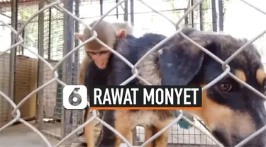 RAWAT MONYET