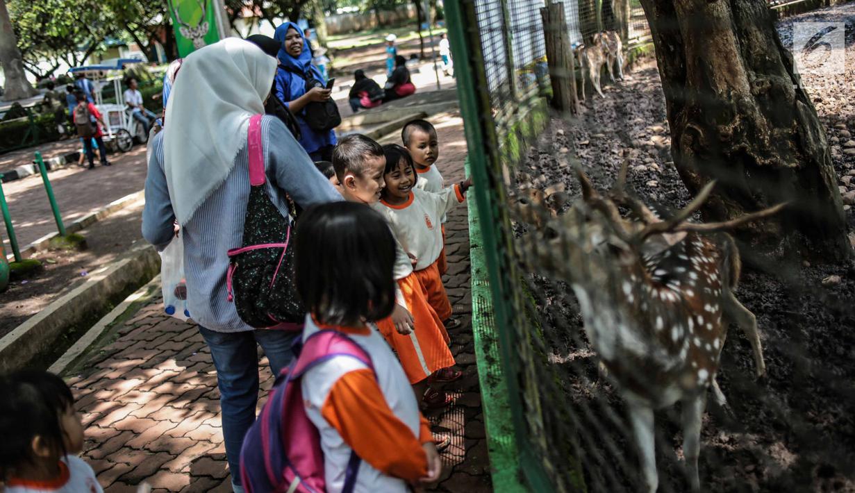 Sejumlah anak TK melihat rusa di Taman Marga Satwa Ragunan, Jakarta, Kamis (13/12). Kegiatan tersebut juga untuk memberikan wawasan kepada anak-anak betapa pentingnya mencintai satwa. (Liputan6.com/Faizal Fanani)