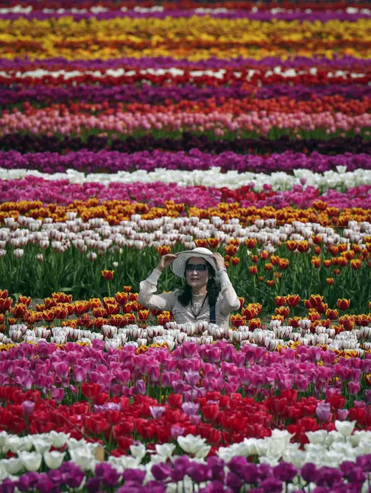 Seorang perempuan menyesuaikan topinya saat berpose untuk foto di antara deretan tulip di Abbotsford Tulip Festival di Lakeland Flowers, di Abbotsford, British Columbia, Rabu, 3 Mei 2023. (Darryl Dyck/The Canadian Press via AP)