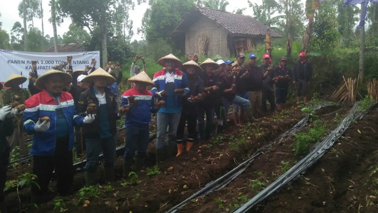 Panen Kentang