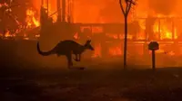 Menyayat Hati, 5 Potret Pilu Satwa Liar Korban Kebakaran Hutan Australia