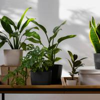 Pot Tanaman Hias Estetik: Pilihan Terbaik untuk Rumah Cantik