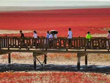 Orang-orang mengunjungi Pantai Merah di Panjin, provinsi Liaoning timur laut China (27/8/2021). Pantai Merah dinamakan demikian karena tanaman suaeda salsa yang tumbuh di lanskap rawa. (AFP/STR)