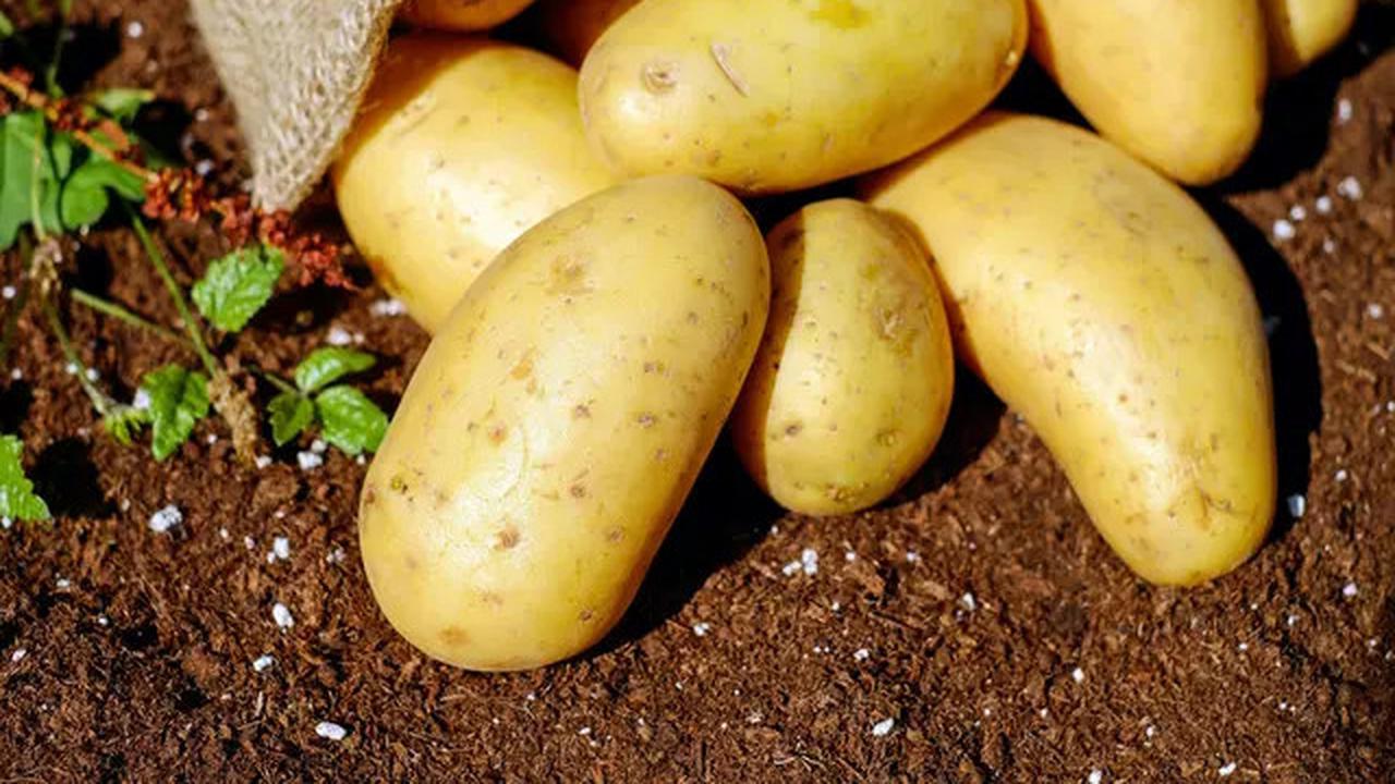 Resep Perkedel Kentang Tanpa Telur ala Warung Sunda yang Nikmat dan Gampang Dibuat