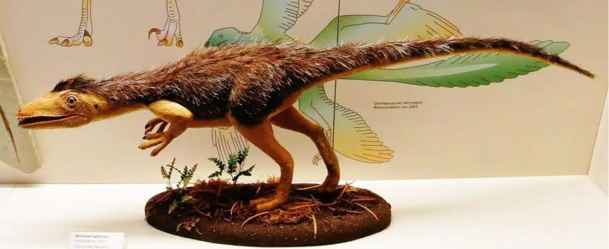 Ilustrasi Sinosauropteryx, dinosaurus berbulu