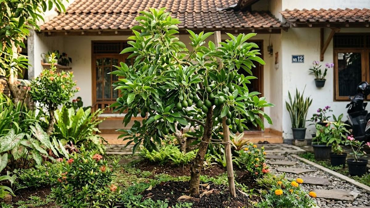 Rekomendasi Alpukat Mini yang Tidak Tinggi tapi Cepat Panen, Varietas Unggul yang Wajib Dicoba