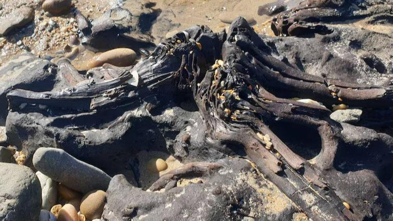 Fosil Hutan Purba Berusia 40.000 Tahun Muncul Usai Badai Menerjang, Bentuknya Seperti Gurita