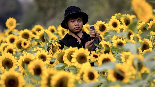 Wisata Ladang Bunga Matahari di Bangkok