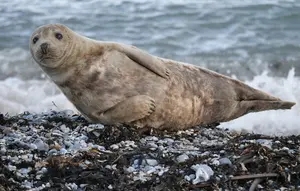 Pulau 'Iblis' Yunani Berubah jadi Surga bagi Anjing Laut Langka