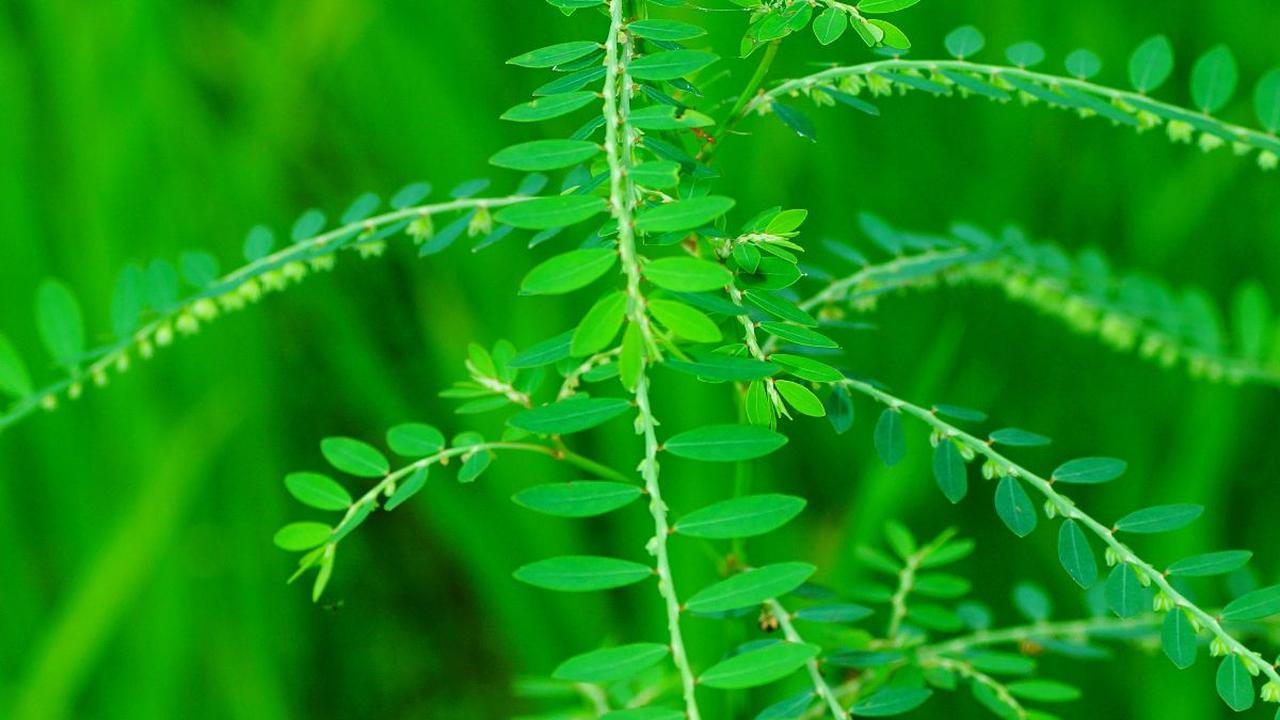 <b>Cara Menggunakan Daun Meniran untuk Menikmati Khasiatnya</b>