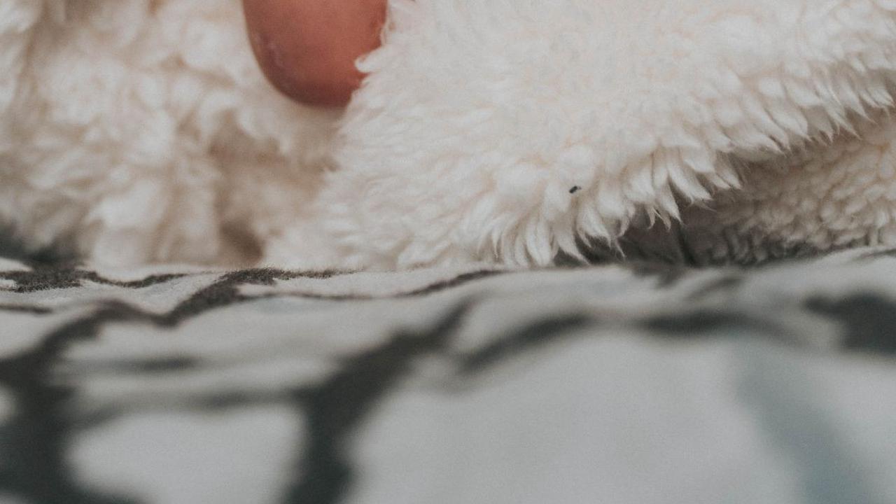 Aqiqah adalah Tradisi Potong Ternak sebagai Bentuk Syukur pada Allah SWT, Ini Penjelasannya