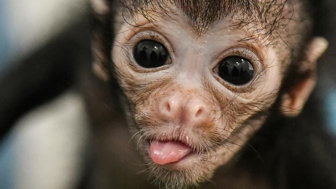 Kasus Pertama di Dunia Monyet  Beda Spesies Jatuh Cinta 