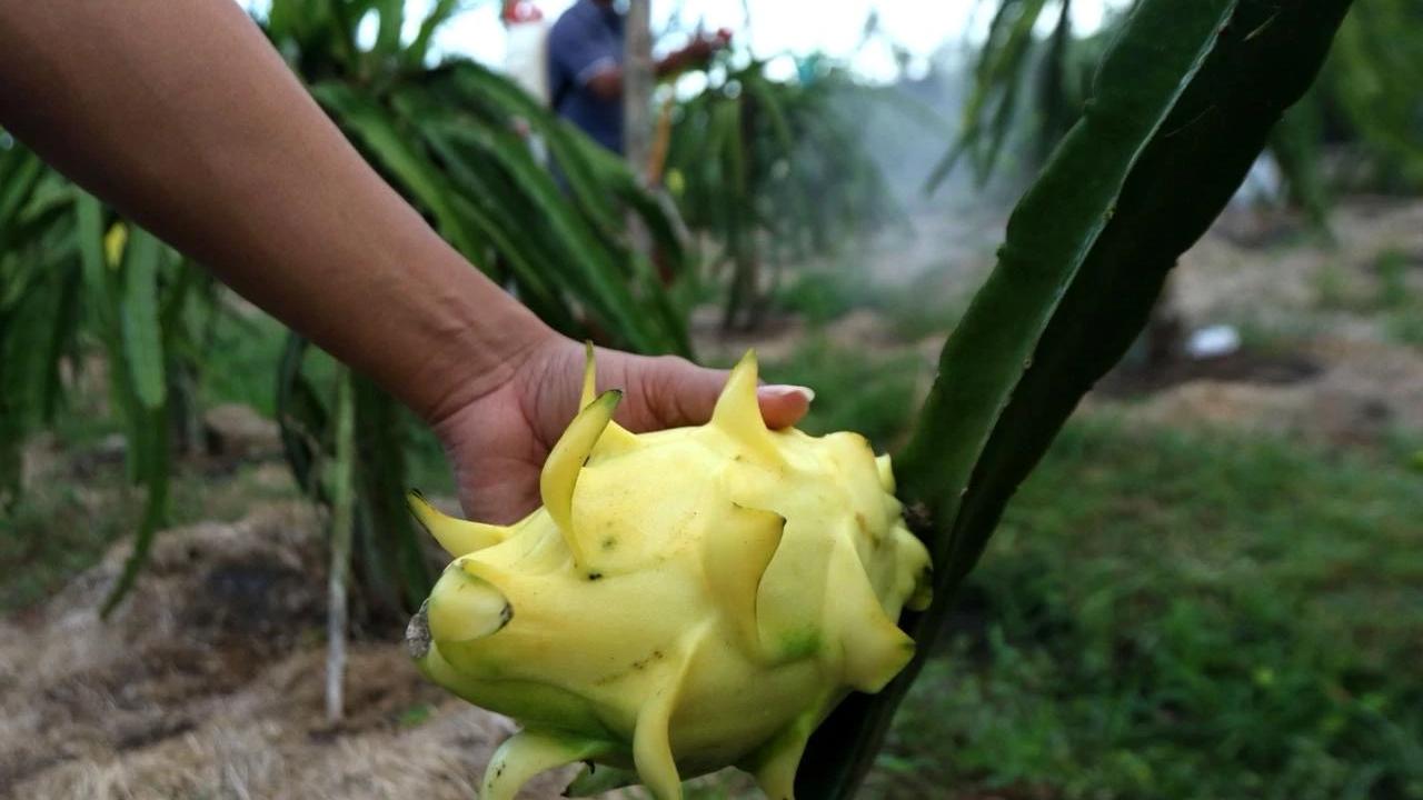 Petani Buah Naga Naik Kelas Berkat Program Klasterku Hidupku BRI
