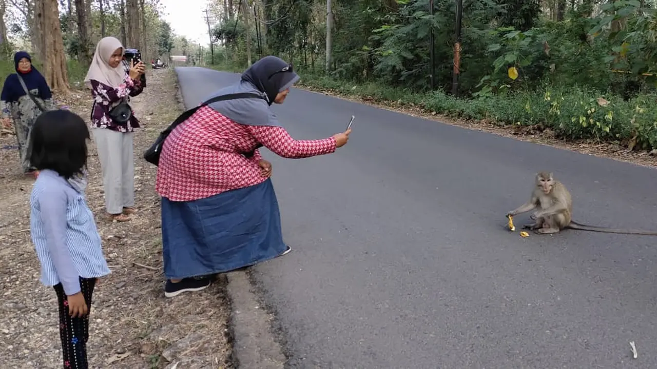 Monyet turun ke jalan diduga karena kekurangan pakan di dalam hutan di Blora. (Foto: Liputan6.com/Ahmad Adirin)