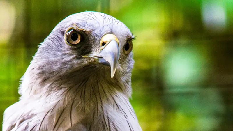 20160414-elang bondol-jakarta-ragunan