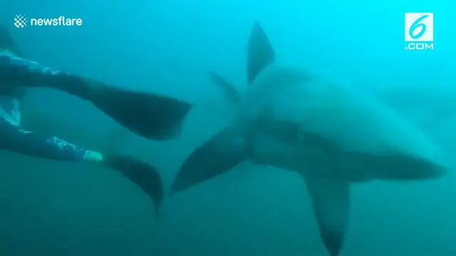 Kawanan hiu menyerang penyelam saat sedang mendokumentasikan predator laut tersebut.