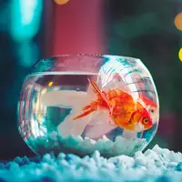 ilustrasi memelihara ikan/Photo by Ahmed Hasan from Unsplash