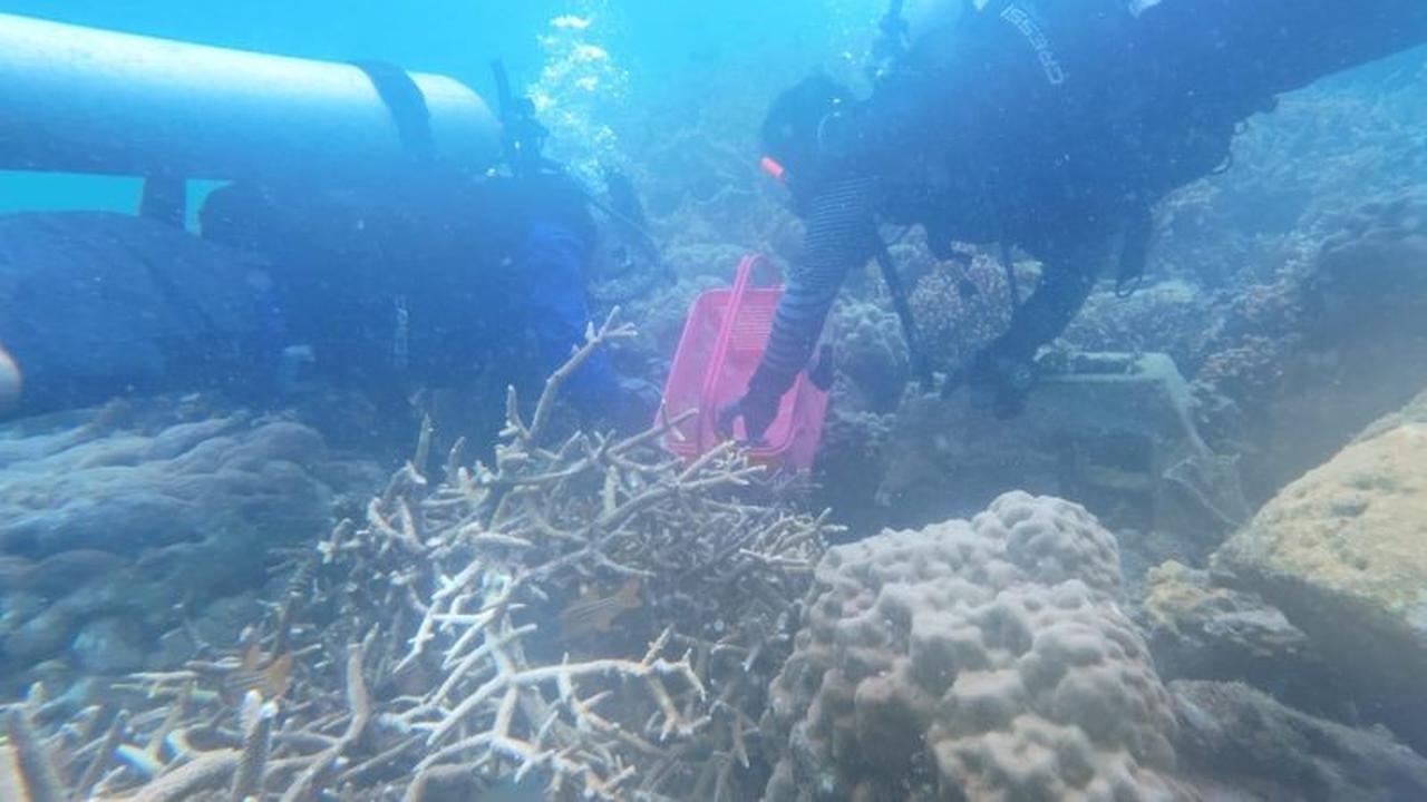 Pemerintah Kepulauan Seribu Gencarkan Transplantasi Terumbu Karang Pulau Pramuka, Jaga Ekosistem Laut Berkelanjutan