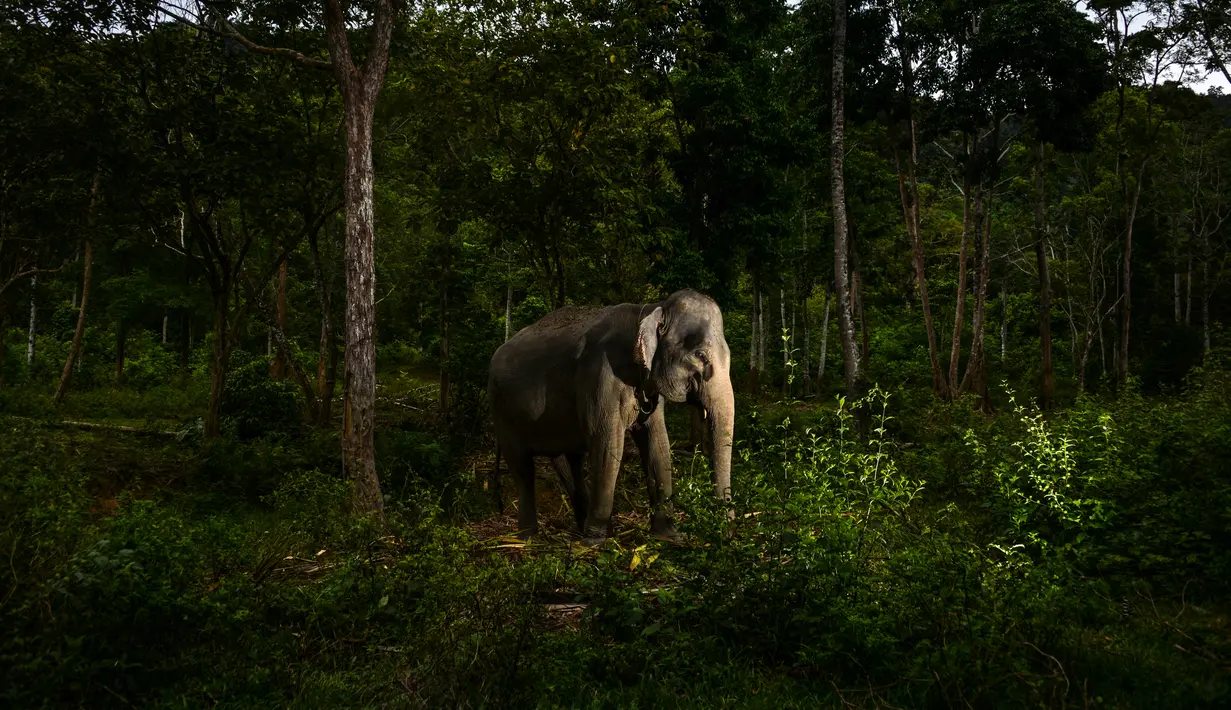 Seekor gajah Sumatera betina makan pada Hari Gajah Sedunia di Conservation Response Unit, Sampoiniet, Kabupaten Aceh Jaya, Provinsi Aceh, Rabu (12/8/2020). Hari Gajah Sedunia diperingati setiap tanggal 12 Agustus. (CHAIDEER MAHYUDDIN/AFP)