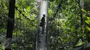 Ribuan jenis pepohonan berusia puluhan bahkan ratusan tahun serta beragam habitat spesies hewan dapat dijumpai di Taman Nasional Gunung Pangrango, bohor, Jawa Barat, Selasa (24/11). (Liputan6.com/Herman Zakharia)