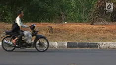Pengendara motor melintas di dekat kawanan monyet di kawasan Pantai Indah Kapuk (PIK), Jakarta, Selasa (17/9/2019). Kawanan monyet yang berasal dari Suaka Margasatwa Muara Angke tersebut keluar dari habitatnya ke jalan untuk mencari makanan. (Liputan6.com/Herman Zakharia)