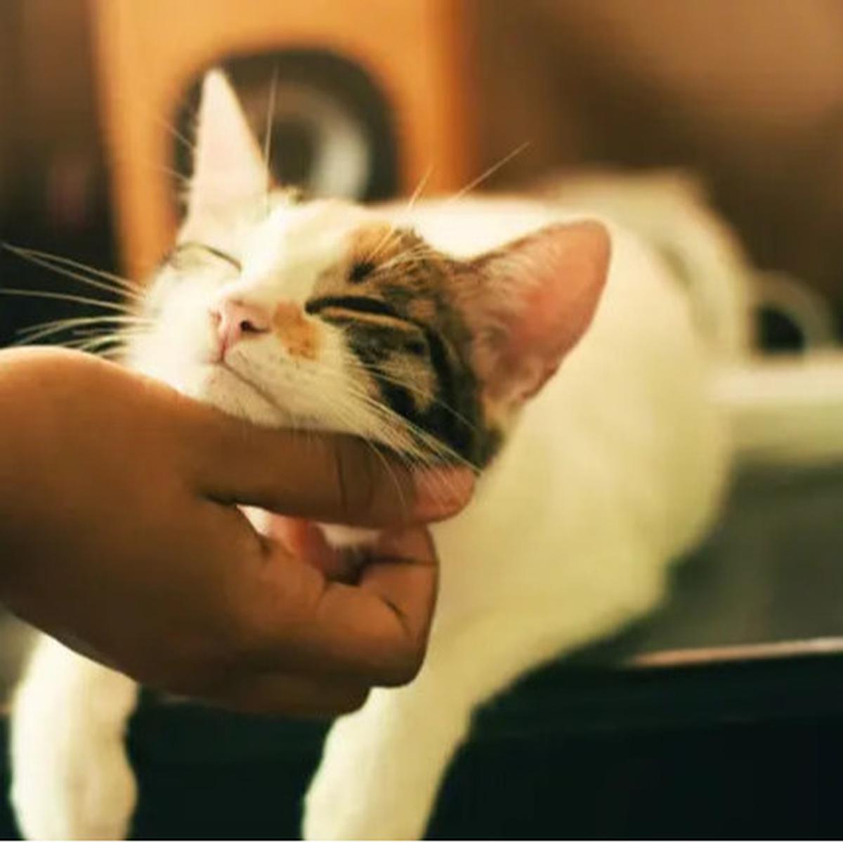 9 Tanda Kucing Rabies, Ketahui Diagnosis hingga Pencegahannya