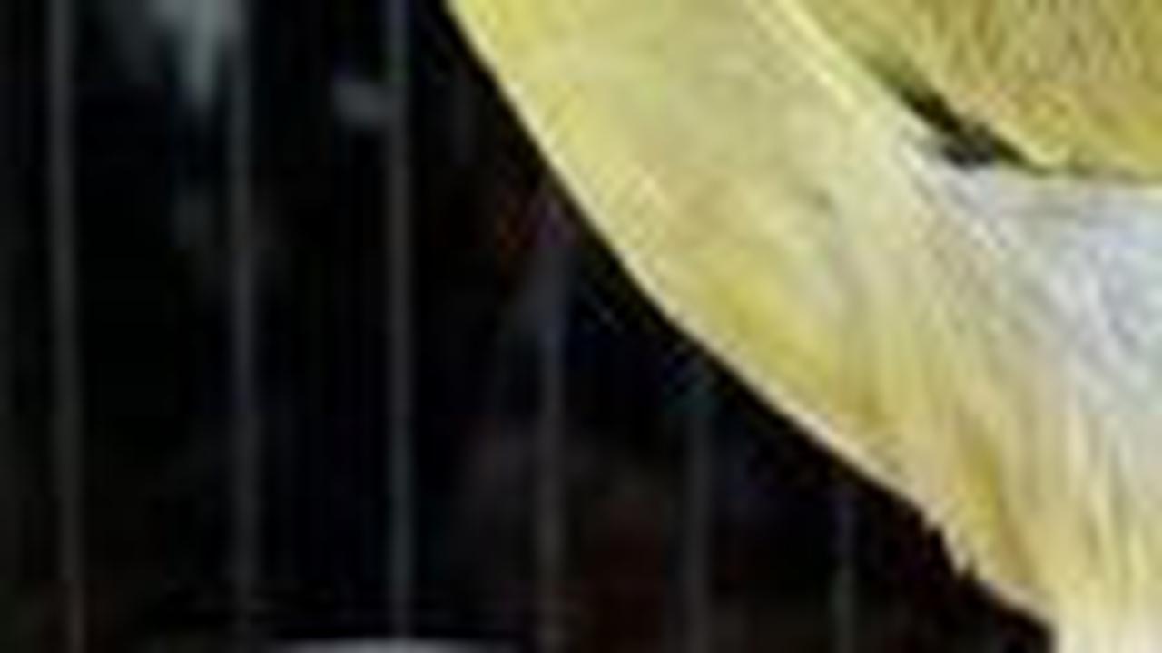 1. Pleci Dada Kuning Mata Putih (Dakun Maput)<br>