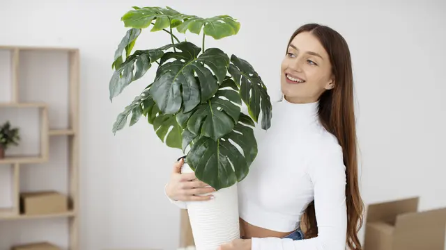 monstera