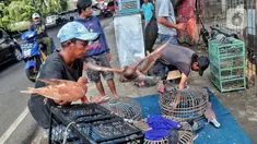 Sejumlah pembeli memilih burung merpati balap di kawasan Petukangan, Jakarta Selatan, Kamis (21/7/2022). Burung merpati balap yang dijual dengan harga Rp 130 ribu hingga Rp 150 ribu per pasang tersebut banyak digandrungi masyarakat untuk diikutkan dalam kontes balap burung. (Liputan6.com/Angga Yuniar)