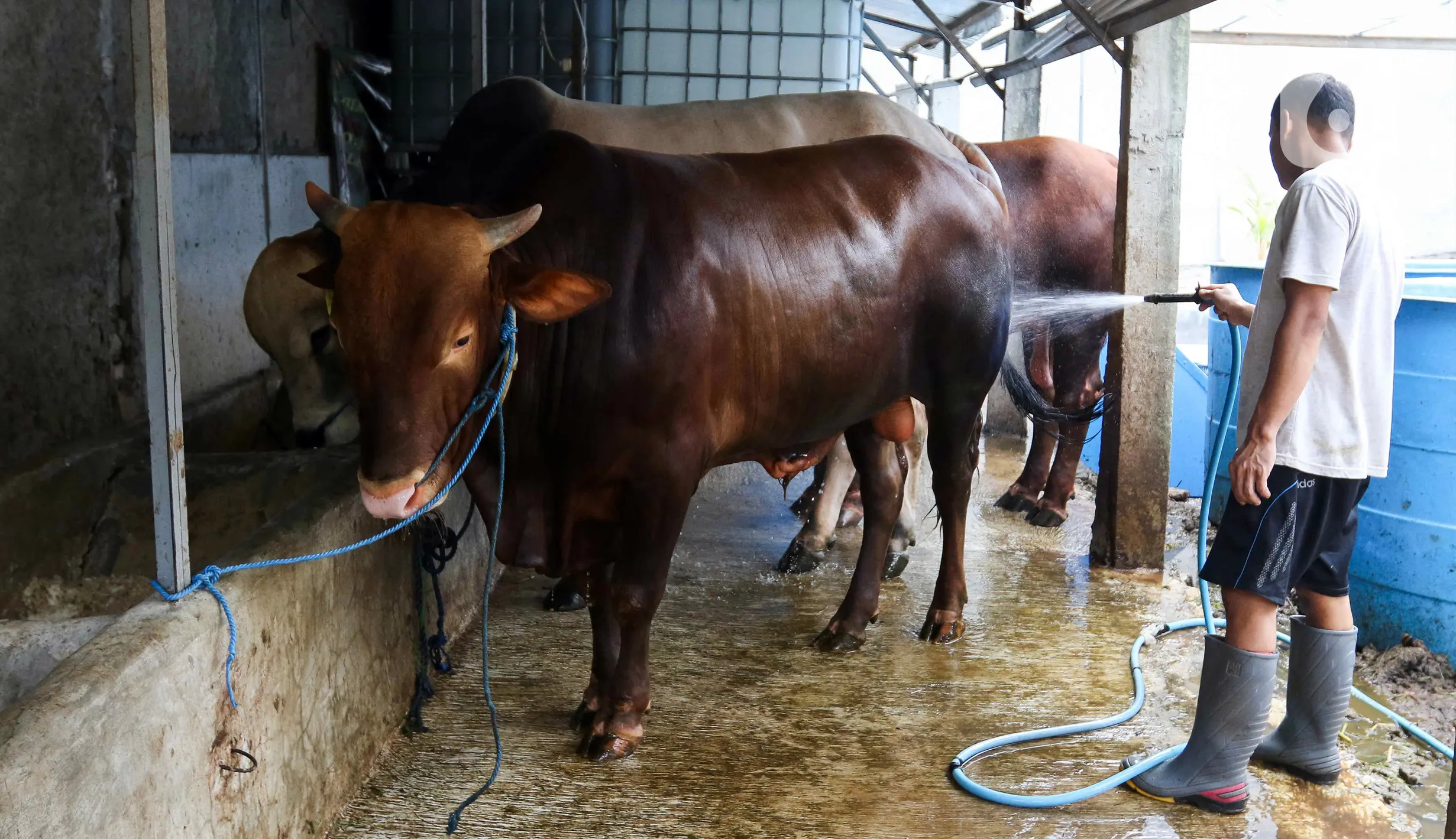 Pemanfaatan Limbah Kotoran Sapi Jadi Biogas Untuk Rumah Tangga Dan