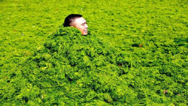 ilustrasi tumbuhan gangga