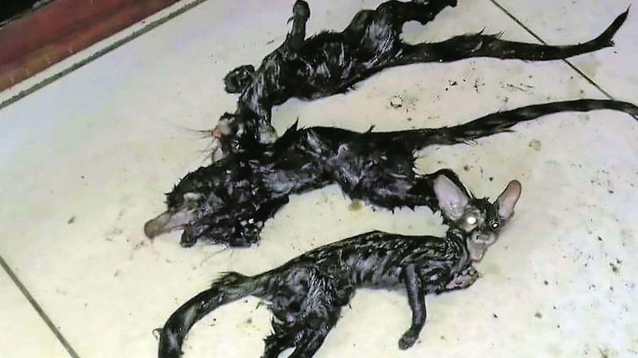 Makhluk Berkepala Kucing Bertubuh Tikus Buat Warga Heboh, Dikutuk
