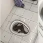 Seorang perempuan asal Malaysia menemukan kadal besar bersembunyi di toilet rumahnya di Kuantan, Ahang, Malaysia pada Senin (2/10/17).