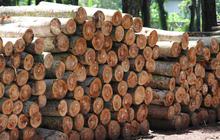 8 Jenis Kayu Termahal Indonesia yang Mendunia, Harganya Capai Ratusan Juta Per Kilo
