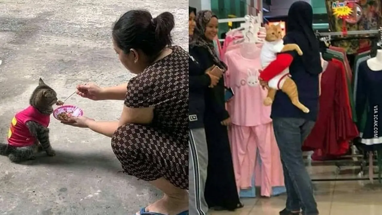 6 Kelakuan Emak-Emak Pelihara Kucing Bak Anak Sendiri Ini Kocak