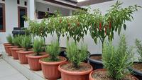 Tanaman Rosemary Sebagai Pendamping Cabai yang Cocok untuk Teras Rumah/ AI