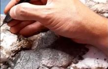 Ilmuwan Temukan Fosil Predator Raksasa Misterius, Diduga Hidup Sebelum Era Dinosaurus