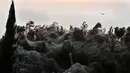 Jaring laba-laba menyelimuti pepohonan dan semak-semak di tepi Danau Vistonida, Yunani, 18 Oktober 2018. Para ilmuwan menduga bentangan sarang laba-laba sepanjang 1.000 meter itu akan menghilang ketika suhu dan hujan mulai turun. (Sakis MITROLIDIS/AFP)