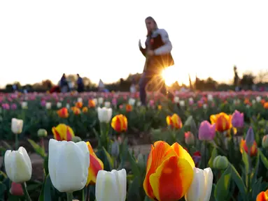  Pengunjung diantara bunga tulip yang ditanam pasangan asal Belanda Edwin Koeman dan Nitsuje Wolanios di Cornaredo, Italia (29/3). Pasangan ini menanam 250.000 tulip dari 183 varietas yang berbeda untuk menciptakan tradisi Belanda. (AP/Antonio Calanni)