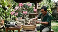 5 Cara Mengerdilkan Kamboja Jepang agar Batang Gemuk dan Rajin Berbunga