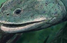 Ikan Predator Berusia 380 Juta Tahun Ini Punya Taring, Ditemukan di Sungai Tertua di Dunia