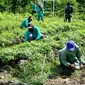 Penanaman bahan pangan di Surabaya, Jawa Timur (Foto: Dok Pemkot Surabaya)