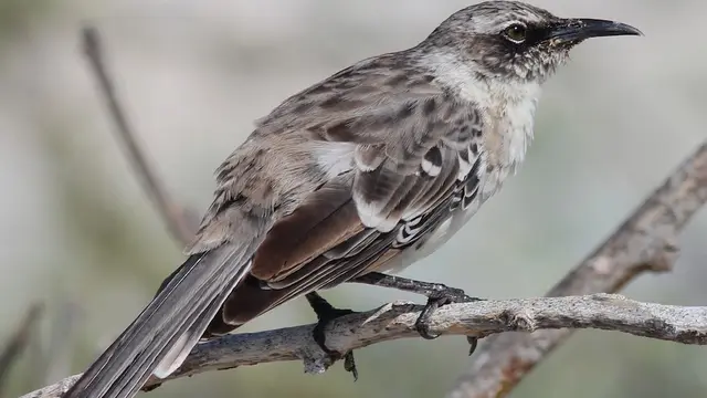 16 Burung Paling Eksotis dan Langka, Hanya Ada di Kepulauan Galapagos!