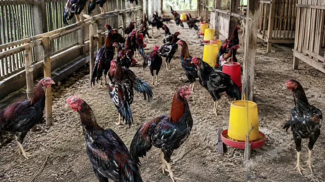 Ayam Sengkuni (ChatGPT)