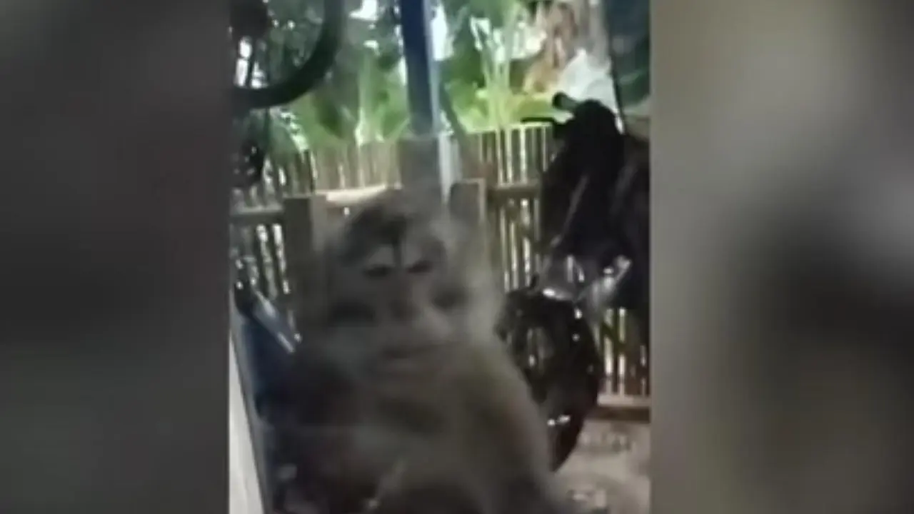 Seekor monyet liar menyerang seorang bocah berusia lima tahun hingga mengalami luka serius di Kampung Bobojong, Desa Cimanggu, Kecamatan Cibeber, Kabupaten Cianjur, Senin 13 April 2026.
