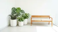 9 Model Teras Minimalis Modern dengan Tanaman Pot Monokrom, Natural Bernuansa Modern
