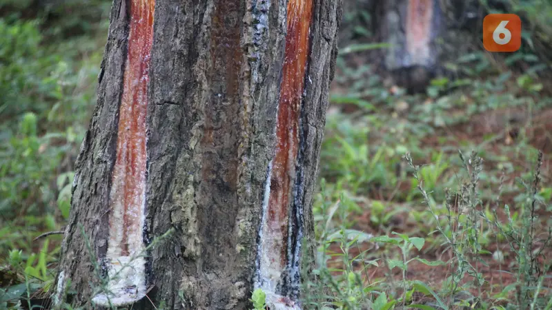 Penyadapan Pinus