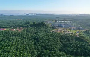 BWPT Siapkan Rp 37,29 Miliar untuk Lunasi Pokok Sukuk